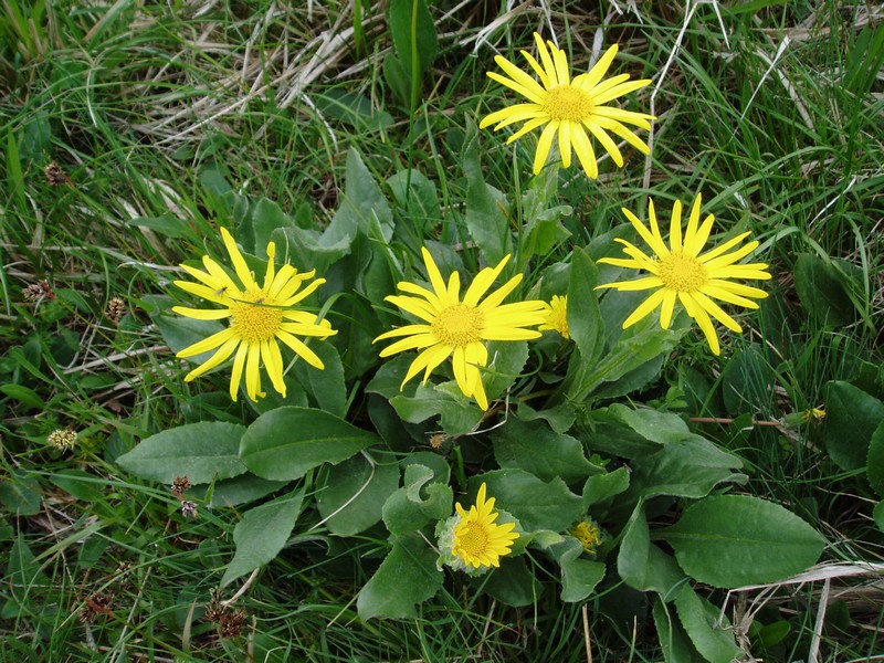 sono uguali'' - Senecio cfr. doronicum